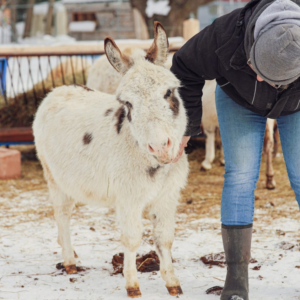 Miniature Donkey Visits