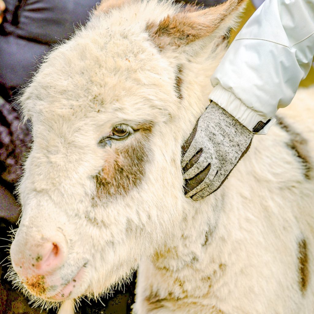 Friendly miniature donkeys enjoying snuggles at Udderly Ridiculous Farm Life