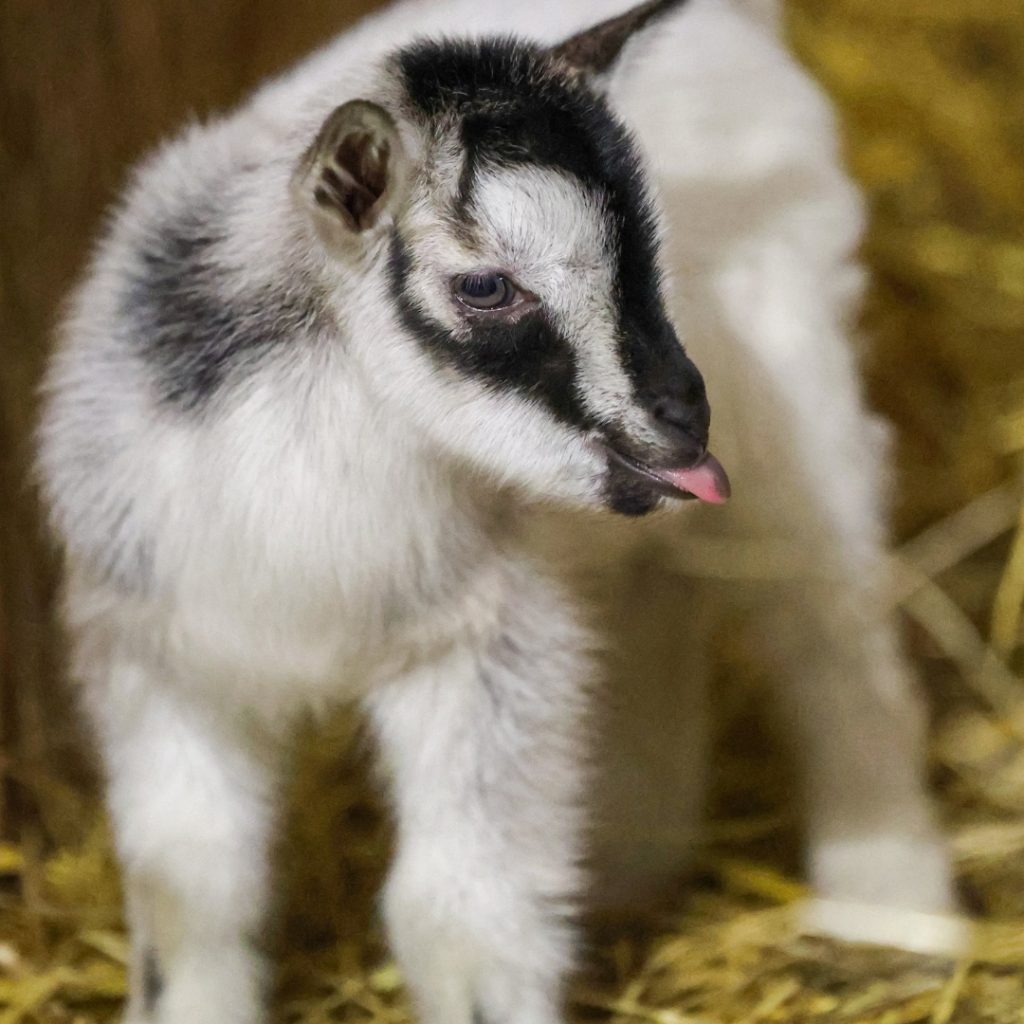 Baby goat standing in straw with a curious expression during Baby Goat Playtime & Snuggles at Udderly Ridiculous Farm Life.
