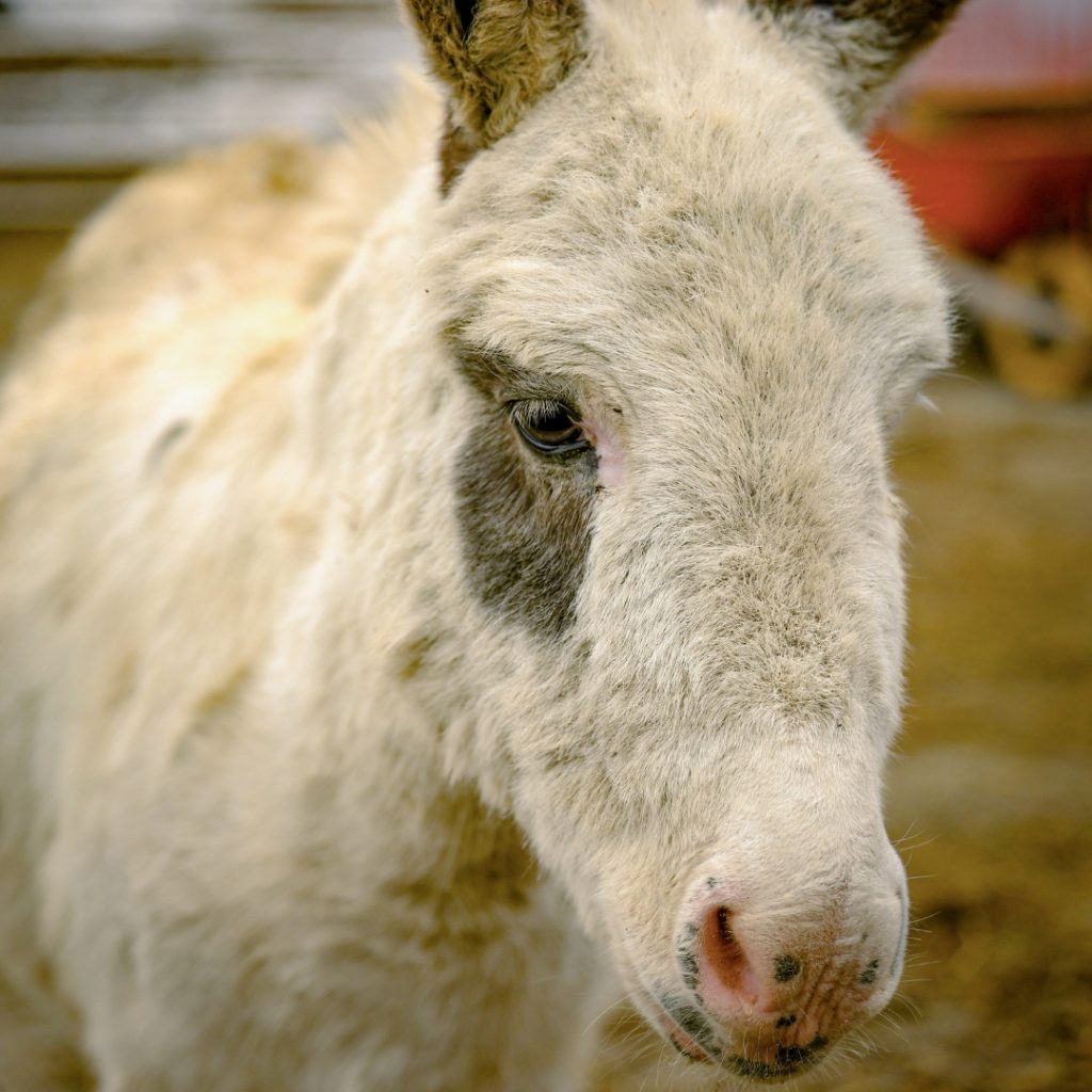 Miniature Donkey Visits at Udderly Ridiculous Farm Life