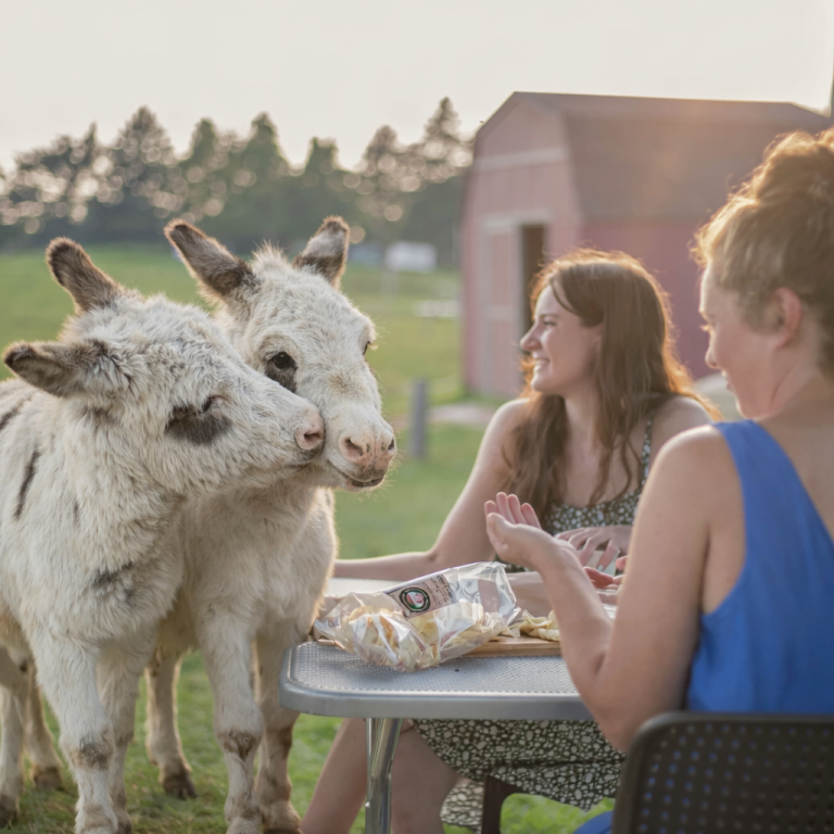Private Miniature Donkey Sunset Picnic