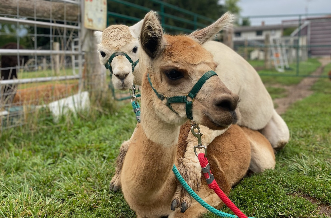 URBORT Blog | Alpaca Breeding