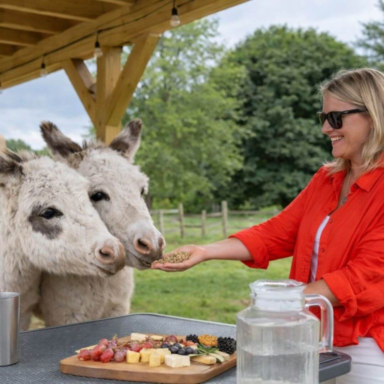 Donkey Lunch Picnics
