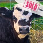 Animals for Sale | Udderly Ridiculous Farm Life