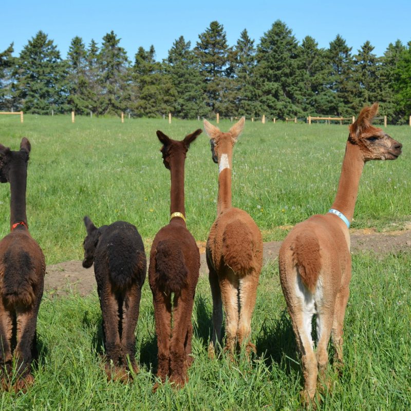Our group of alpaca female looking around in their pasture during the summer
