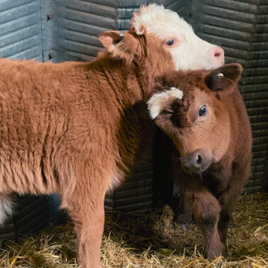 Two adorable mini Highland calves in a cozy barn during a meet and greet event.