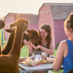 Two women interacting with alpacas during a sunset picnic.