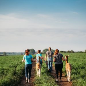 Group of people on a walk around the farm with alpacas