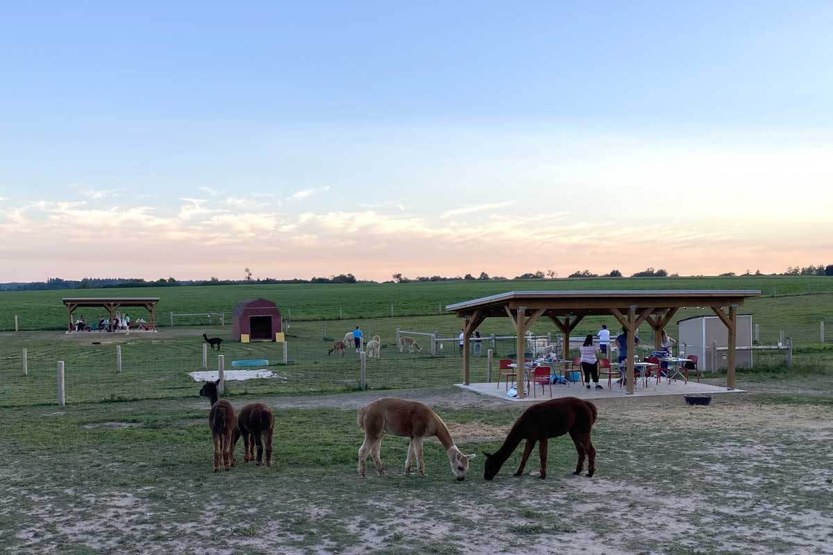 sunset alpaca picnic