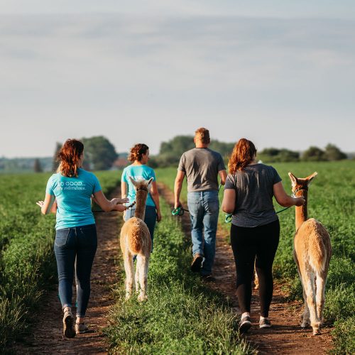 group of guests walking alpacas around the farm during the summer